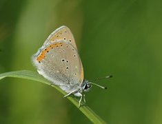 Purpurgullvinge (Lycaena hippothoe)