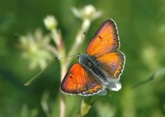 Purpurgullvinge (Lycaena hippothoe)