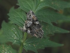 Beautiful Brocade (Lacanobia contigua)