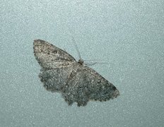 The Annulet (Charissa obscurata)
