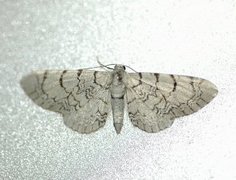 Marmordvergmåler (Eupithecia venosata)