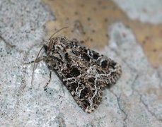 Mørkt nellikfly (Hadena bicruris)