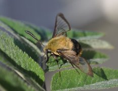 Narrow-bordered Bee Hawk-moth (Hemaris tityus)