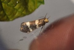 Lampronia flavimitrella