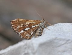 Bordered White (Bupalus piniaria)