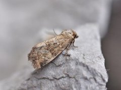 Small Dotted Buff (Photedes minima)
