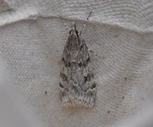 Large Grey (Scoparia subfusca)