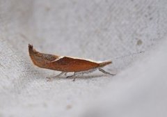 Honeysuckle Moth (Ypsolopha dentella)
