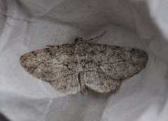 Willow Beauty (Peribatodes rhomboidaria)