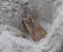 Vandrefly (Peridroma saucia)