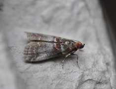 Rognesmalmott (Acrobasis advenella)