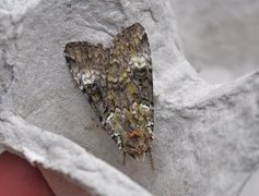 Grønt skogfly (Anaplectoides prasina)