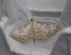 Mother of Pearl (Patania ruralis)