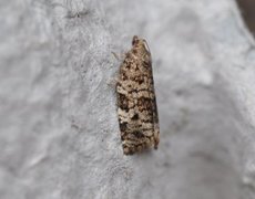 Bartrevikler (Dichelia histrionana)