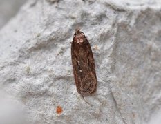 Pignut Flat-body (Depressaria pulcherrimella)