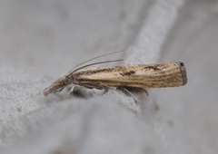 Barred Grass-veneer (Agriphila inquinatella)