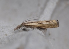 Gul nebbmott (Agriphila inquinatella)