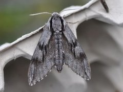 Pine Hawk-moth (Sphinx pinastri)