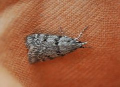 Large Grey (Scoparia subfusca)
