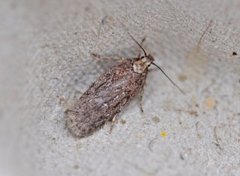 Pignut Flat-body (Depressaria pulcherrimella)