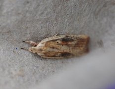 Dark-fringed Flat-body (Agonopterix nervosa)