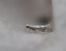 Downland Argent (Argyresthia abdominalis)