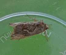 Dewick's Plusia (Macdunnoughia confusa)