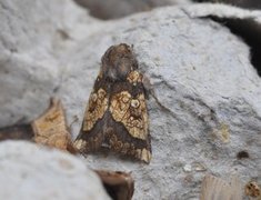 Frosted Orange (Gortyna flavago)