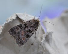 Square-spotted Clay (Xestia stigmatica)