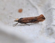 Variable Smudge (Ypsolopha ustella)