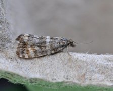 Olive Marble (Phiaris micana)