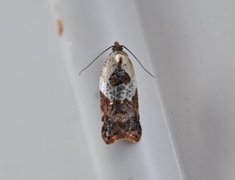 Marmorflatvikler (Acleris variegana)