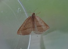 Brown Silver-line (Petrophora chlorosata)