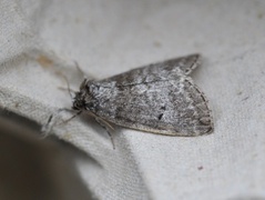 Common Lutestring (Ochropacha duplaris)