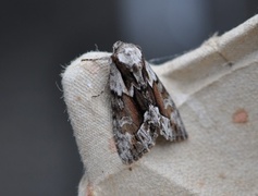 The Saxon (Hyppa rectilinea)