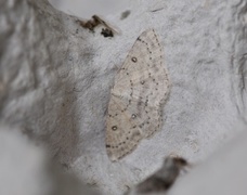 Bjørkeløvmåler (Cyclophora albipunctata)