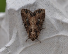 Rørengfly (Apamea unanimis)