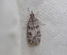 Common Grey (Scoparia ambigualis)