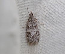 Junimosemott (Scoparia ambigualis)