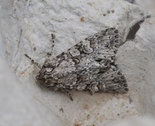 Grey Arches (Polia nebulosa)