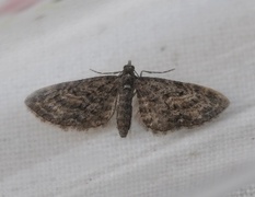 Lerkedvergmåler (Eupithecia lariciata)