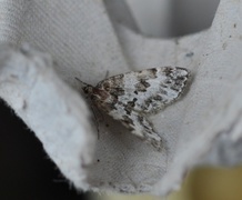 Broken-barred Carpet (Electrophaes corylata)