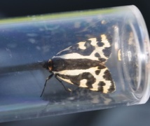 Wood Tiger (Parasemia plantaginis)