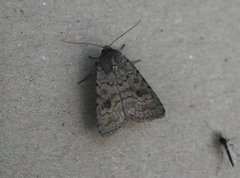 Mottled Rustic (Caradrina morpheus)