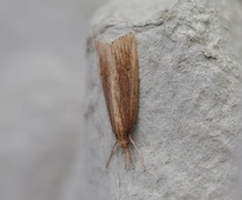 Takrørnebbmott (Chilo phragmitella)