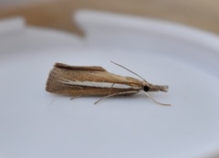 Pale-streak Grass-veneer (Agriphila selasella)