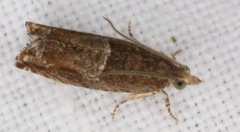 Nut Bud Moth (Epinotia tenerana)