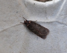Sallow Flat-body (Agonopterix conterminella)