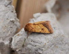 Gullfagerfly (Pyrrhia umbra)