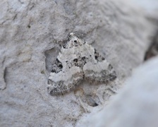 Pretty Pinion (Perizoma blandiata)